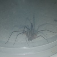 Brown recluse adult
