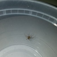 brown recluse sling sex?