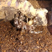 A. geniculata crazy takedown