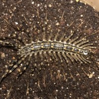 House Centipede (Scutigera coleoptrata) #2