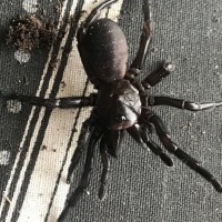 Funnelweb Spider ID [1/2]