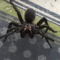 Funnelweb Spider ID [2/2]