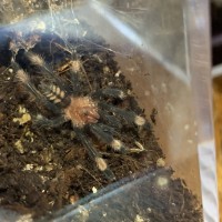 P. Irminia