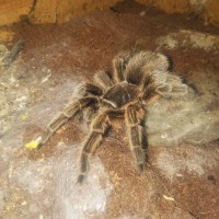 Grammostola rosea