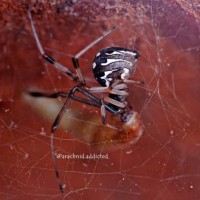 Latrodectus geometricus.