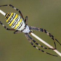 Argiope bruennichi (Scopoli, 1772)