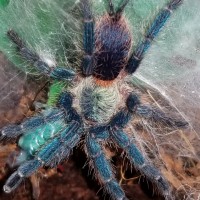 First meal after molt