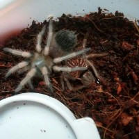 B. hamorii surprise molt