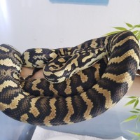 Morelia spilota cheynei