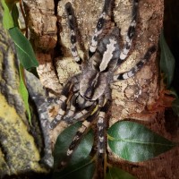 Poecilotheria Regalis 0.1.0