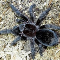 Grammostola pulchra 0.0.1