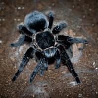 Brachypelma albopilosum Honduras Adult Female