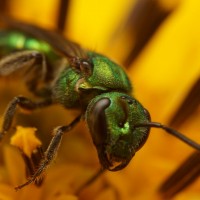 Augochlorini species