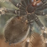 Sexing Brachypelma Hamorii