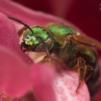 Agapostemon sp.