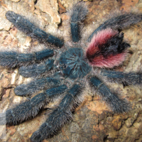 Avicularia sp. Amazonica manaus