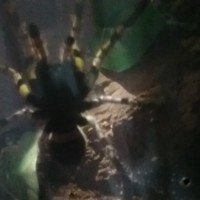 regalis out hunting