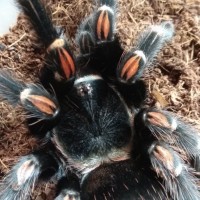 Brachypelma auratum