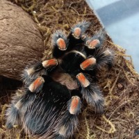 Brachypelma hamorii