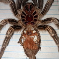 Aphonopelma seemanni [molt sexing]