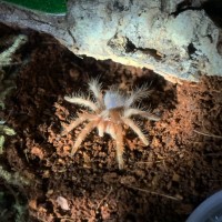 G. Pulchripes Glamor Shot