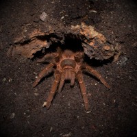 0.1 Acanthoscurria musculosa