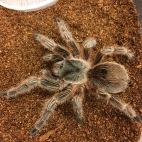 Grammostola sp. "Concepción"