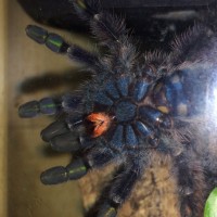 Caribena versicolor [ventral sexing] [3/3]