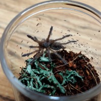 H. pulchripes