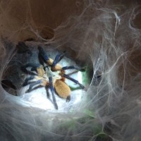 M. balfouri