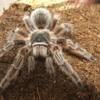 Grammostola sp. "Concepción"