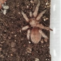 Aphonopelma chalcodes