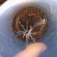 Pamphobeteus sp platyomma