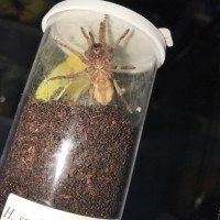 H. sp colombia large