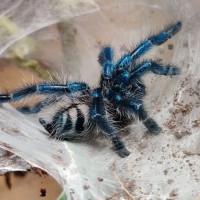 Caribena versicolor