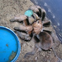 Aphonopelma chalcodes