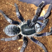 0.1 C. vonwirthi 1 month Post-molt