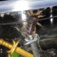 Young Chromatopelma cyaneopubescens Sexing