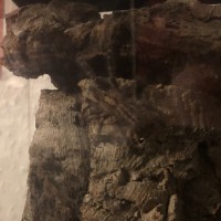 P. Metallica (my new tarantula)