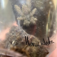 H.maculata sling