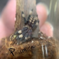 P.irminia sling