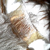 1.5" Brachypelma albopilosum [molt sexing] [1/2]