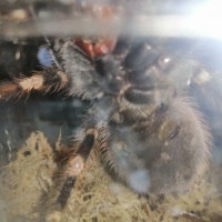 2.5" Nhandu chromatus [2/2]