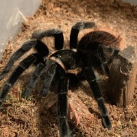 Brachypelma Vagans