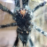 A. Avicularia 2.5"