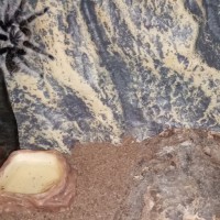 Brachypelma albopilosum