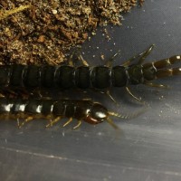Centipede ID