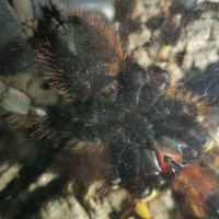 3" Poecilotheria ornata [ventral sexing]