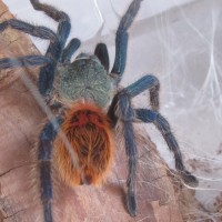 IM Chromatopelma cyaneopubescens