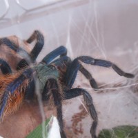 IM Chromatopelma cyaneopubescens